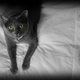 Illustration for article titled Shooting Challenge Pets Gallery 1